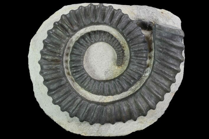 Devonian Ammonite (Anetoceras) - Morocco #96337